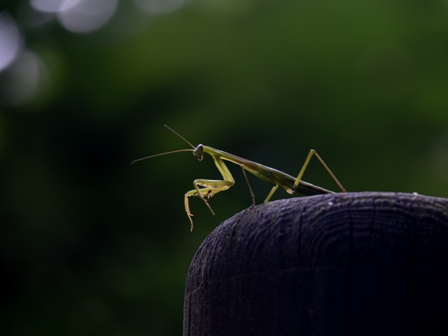 Зеленый богомол стоит на камне