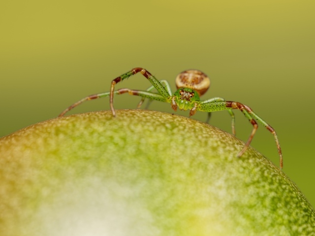 Зеленый паук сидит на фрукте