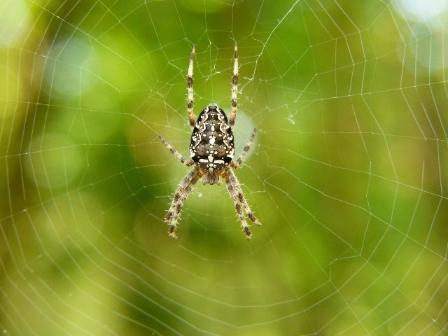 Большой паук на паутине крупным планом