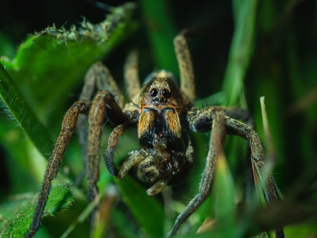 Большой паук с добычей в зеленых листьях