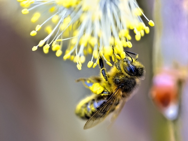 Маленькая пчела собирает пыльцу на цветке