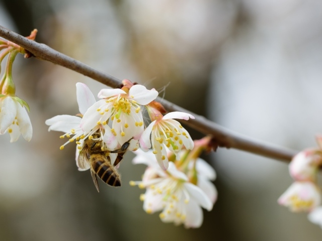 Маленькая пчела опыляет цветок вишни 