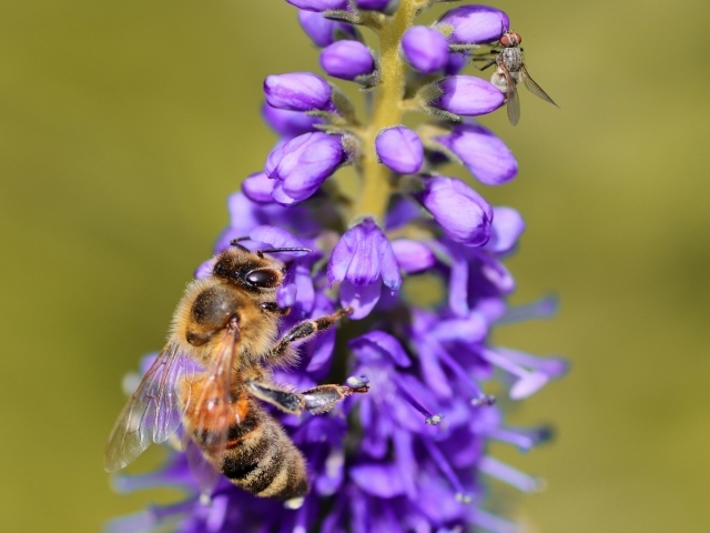 Маленькая пчела сидит на фиолетовом цветке
