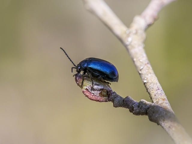 Маленький синий жук сидит на ветке дерева