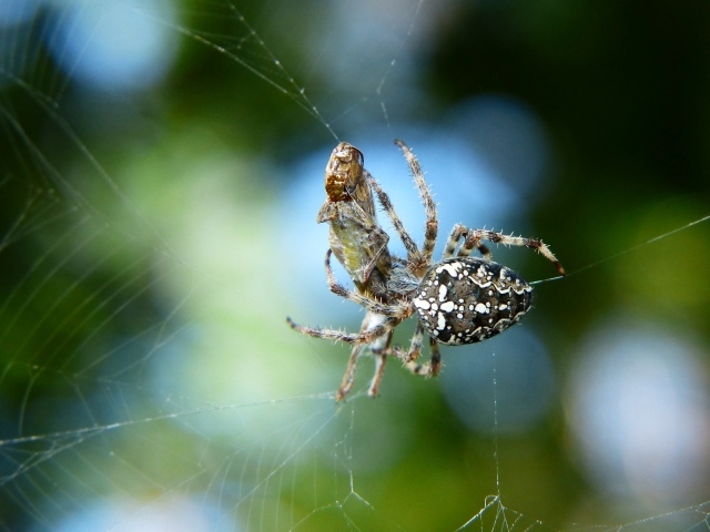 Паук с добычей в паутине