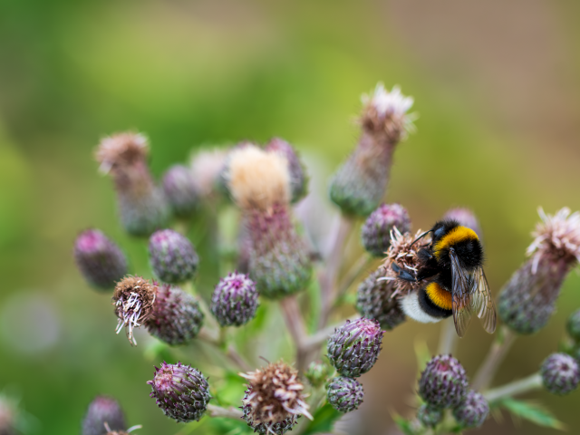 Полосатый шмель сидит на колючем цветке