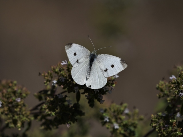 Белая бабочка капустница сидит на растении