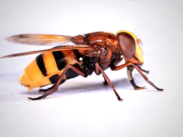 Желтая оса на сером фоне крупным планом