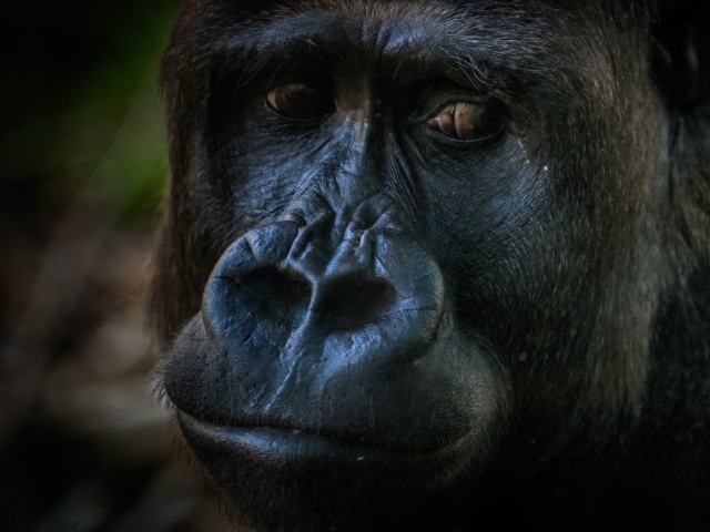 Большая грустная черная горилла