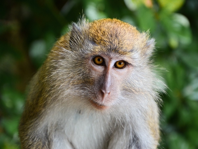 Взгляд большой макаки вблизи