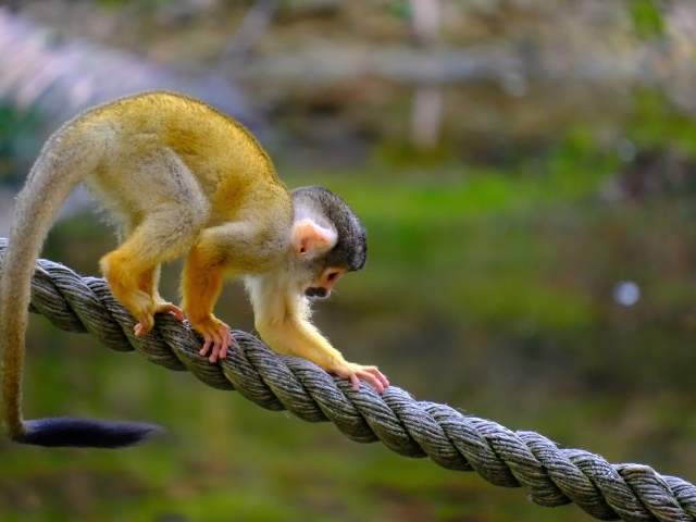 Маленькая обезьянка на канате