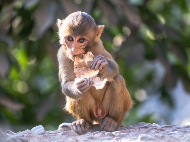 Маленькая обезьянка с едой