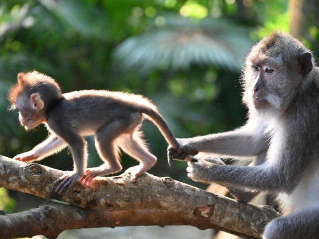Макака с детенышем на ветке дерева