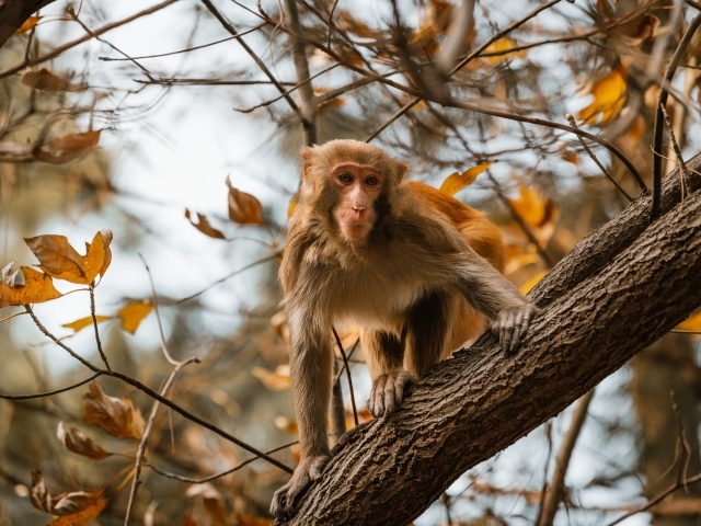 Обезьяна на дереве в ветках