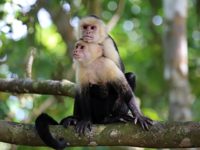 Две обезьяны капуцин сидят на ветке