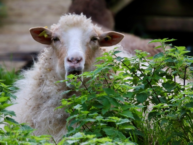 Большая овца прячется в траве