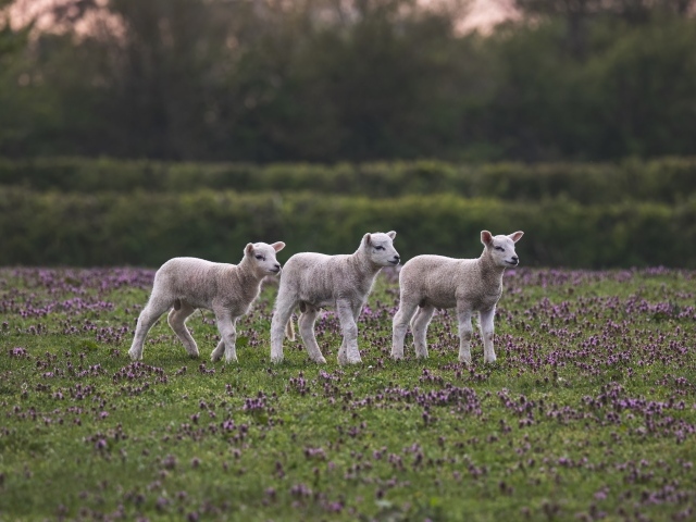 Маленькие овечки на поле с цветами