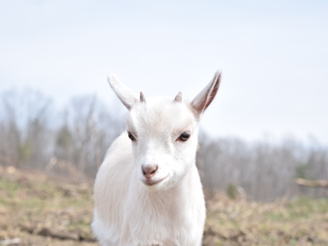 Белый домашний козленок с маленькими рожками
