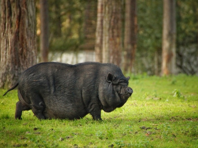 Черная карликовая свинья в парке