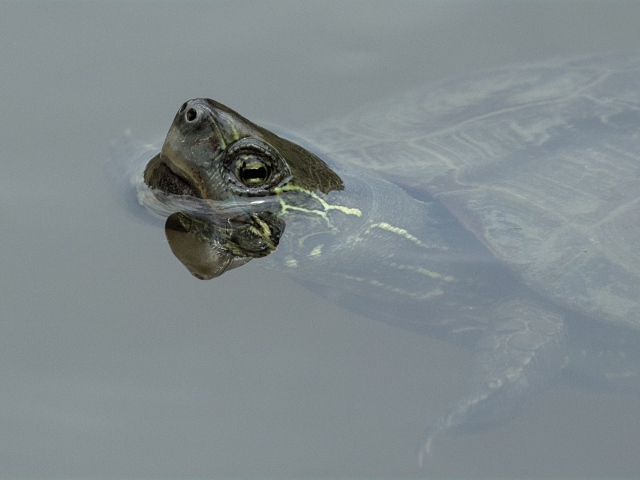 Большая черепаха плавает в воде