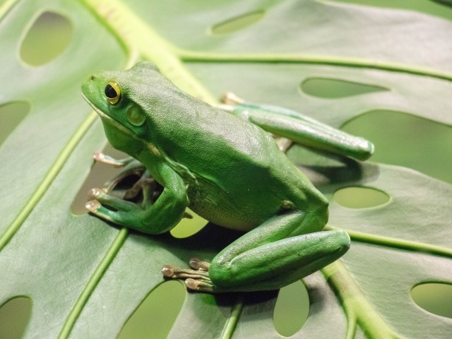 Большая зеленая лягушка сидит на листе