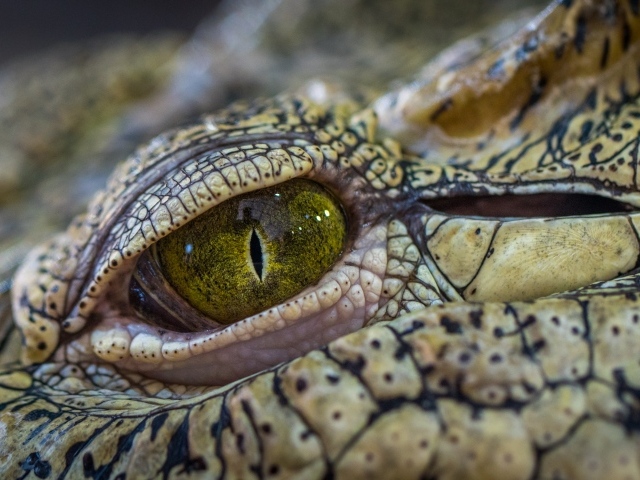 Зеленый глаз аллигатора