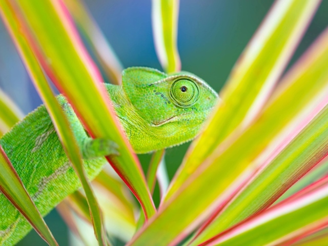 Зеленый хамелеон прячется в зеленых листьях