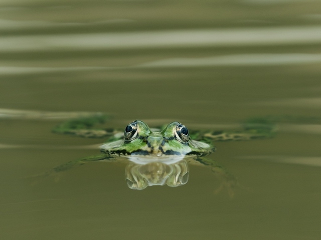 Зеленая лягушка прячется в воде