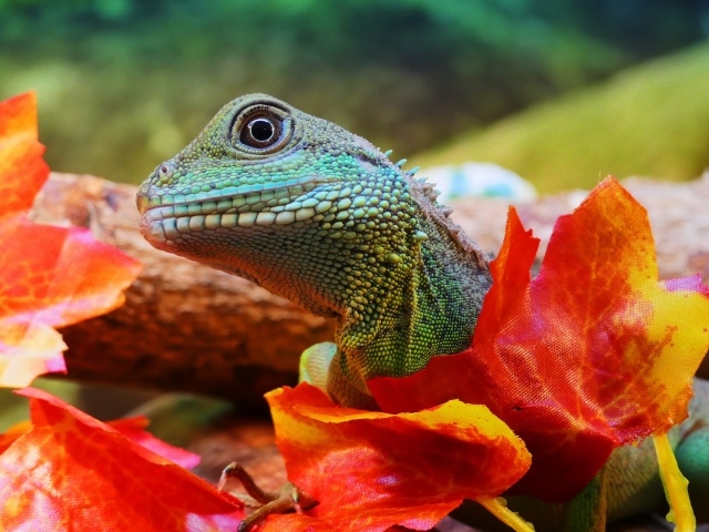 Зеленая ящерица в оранжевых листьях