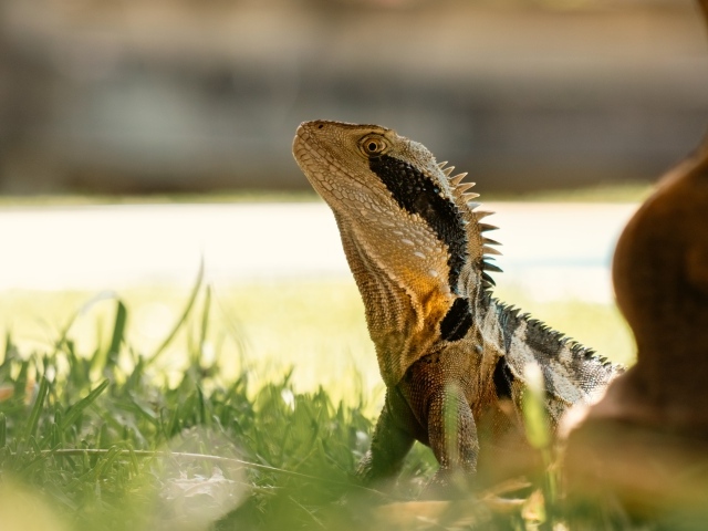 Большая игуана в зеленой траве 