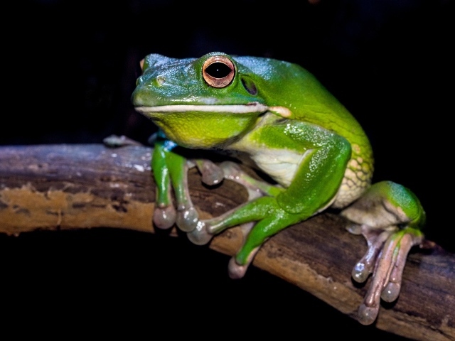 Скользкая зеленая лягушка сидит на ветке