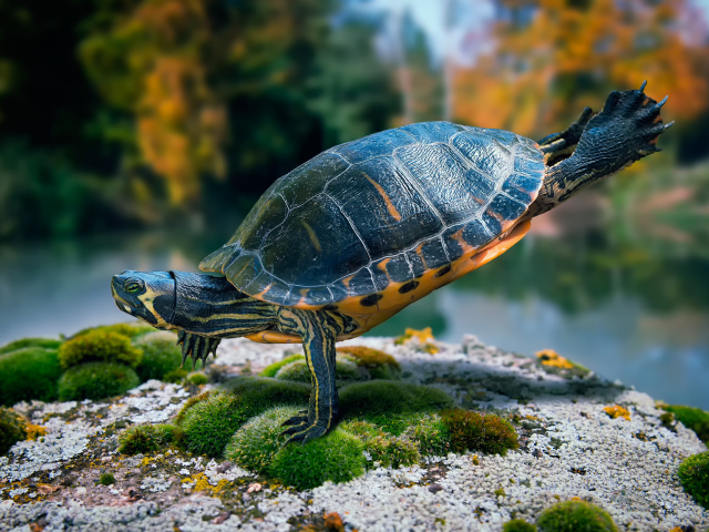 Желтоухая черепаха плавает в воде