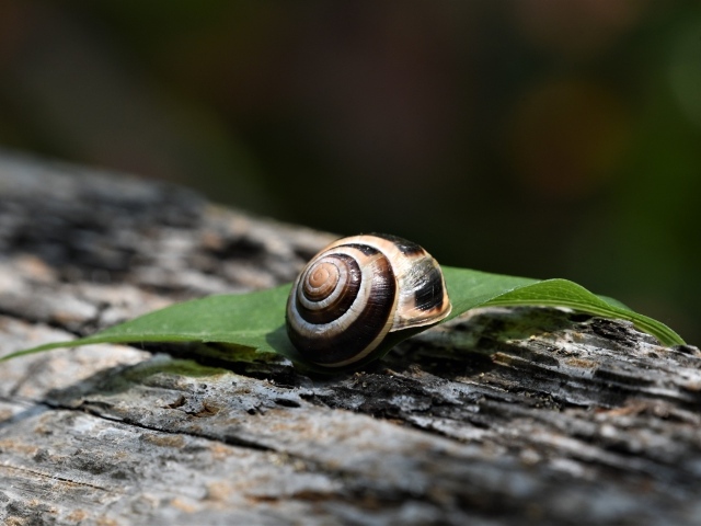 Ракушка с листом лежат на сухом дереве