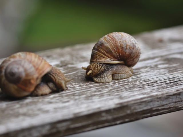 Две большие улитки сидят на доске