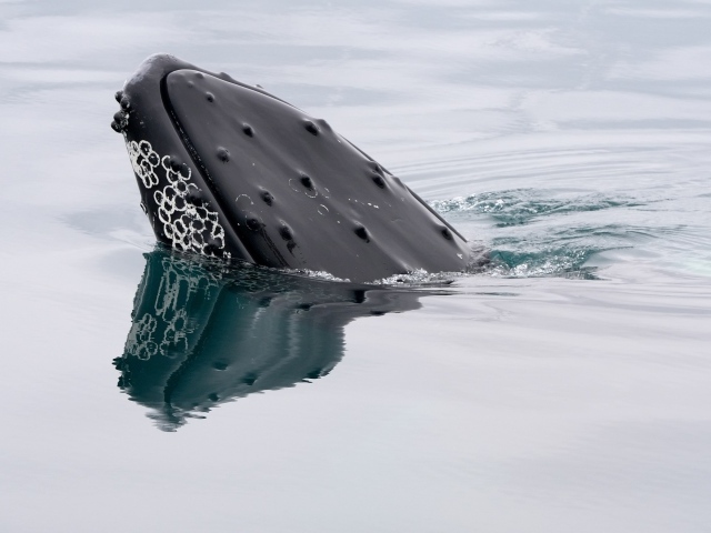 Большой кит в воде