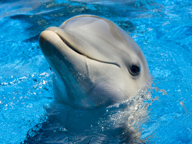 Дельфин в голубой воде бассейна