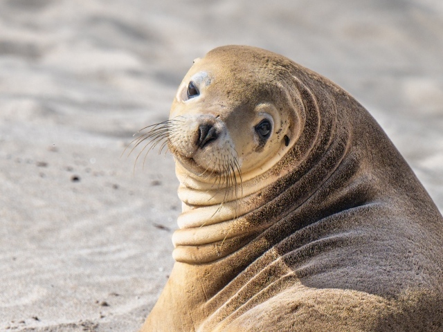 Морской лев лежит на песке
