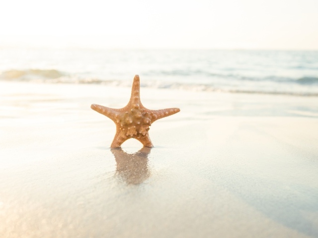 Морская звезда на мокром песке в лучах солнца на пляже