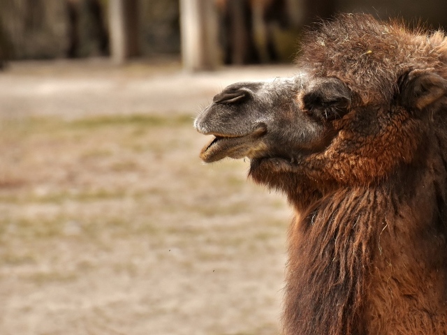 Большой лохматый верблюд в зоопарке