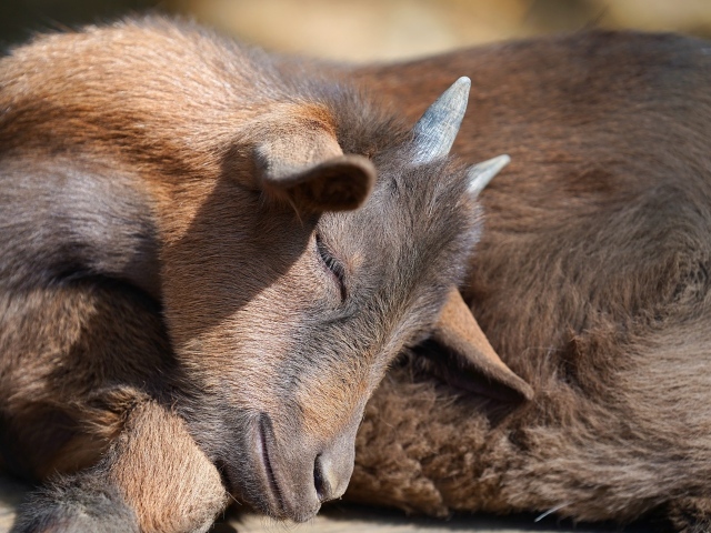 Маленький коричневый спящий козленок