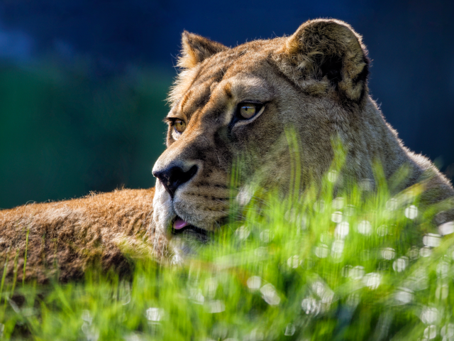 Большая львица лежит в зеленой  траве