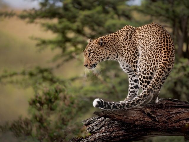 Большой пятнистый леопард стоит на сухом дереве