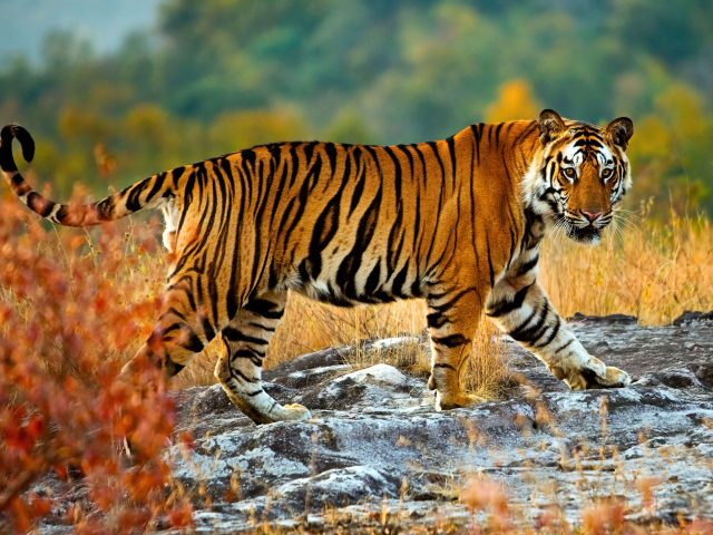 Большой полосатый тигр идет по камням осенью