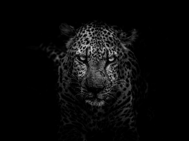 Большой злой леопард на черном фоне