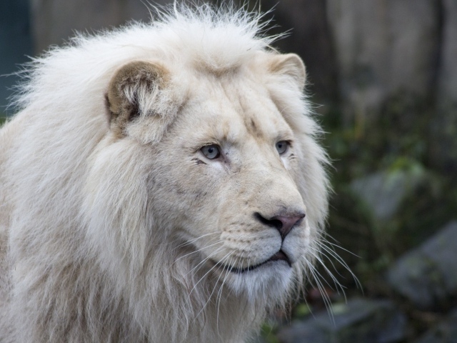 Большой белый голубоглазый лев