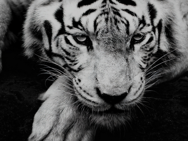 Большой белый тигр с грустной мордой