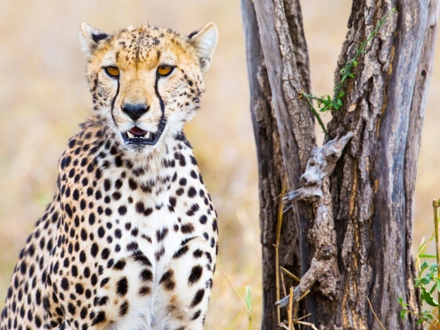 Гепард сидит у старого сухого дерева
