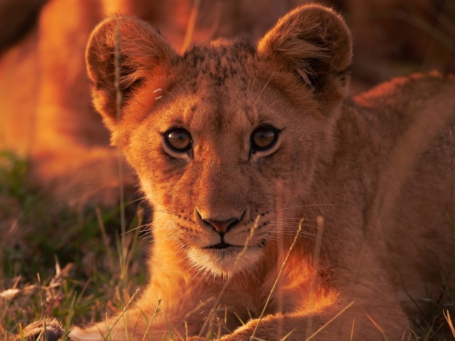 Милый маленький львенок смотрит в камеру