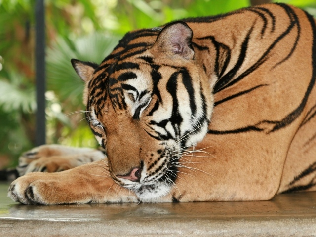 Большой полосатый спящий тигр