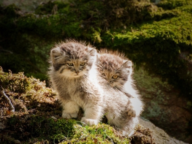Два маленьких манула на камне в лесу
